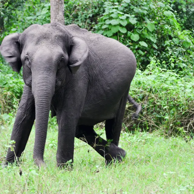 Indian Elephant Vs African Elephant