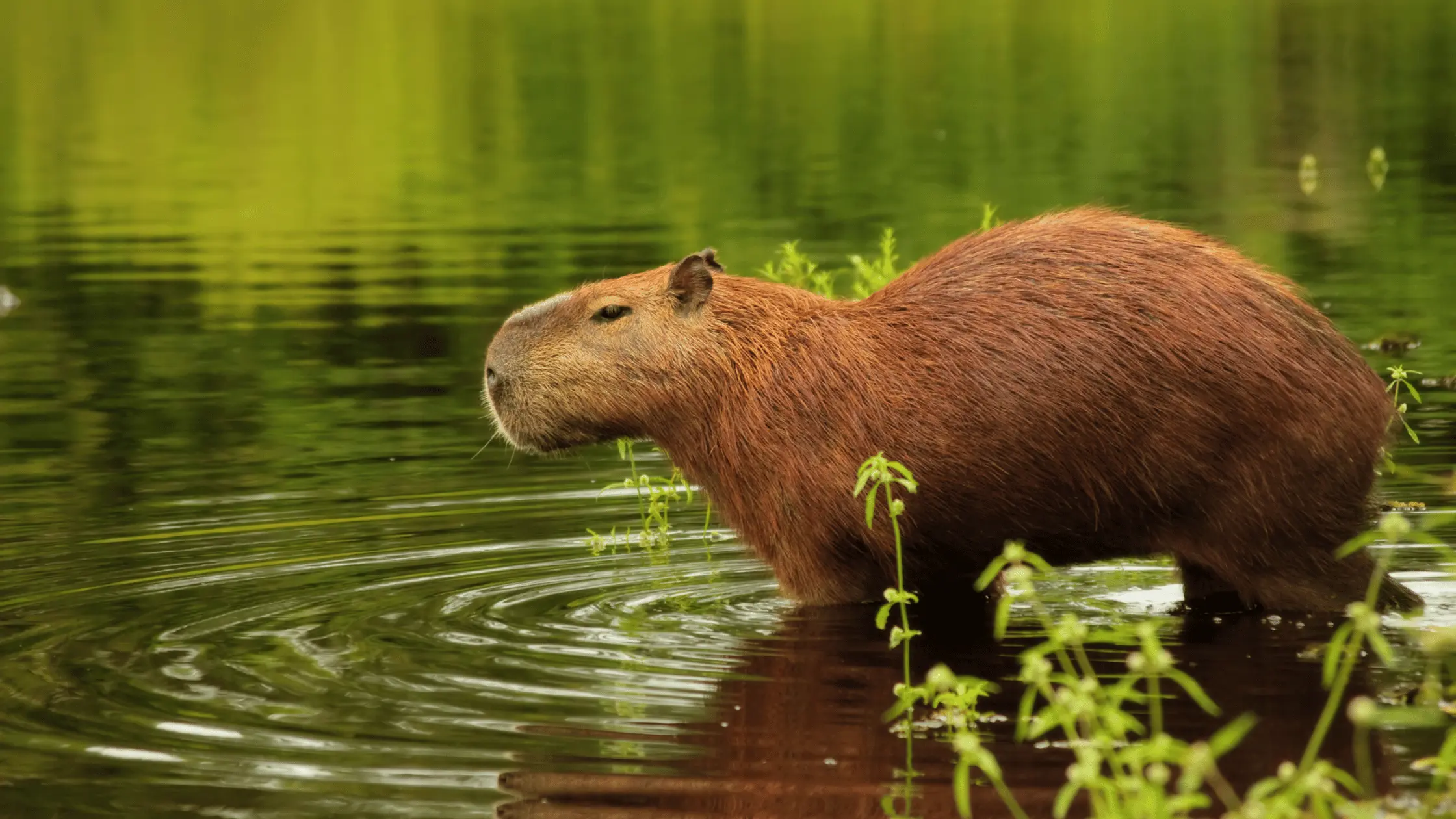 Wetland animals