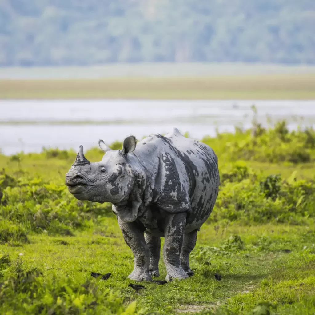 National Park in India