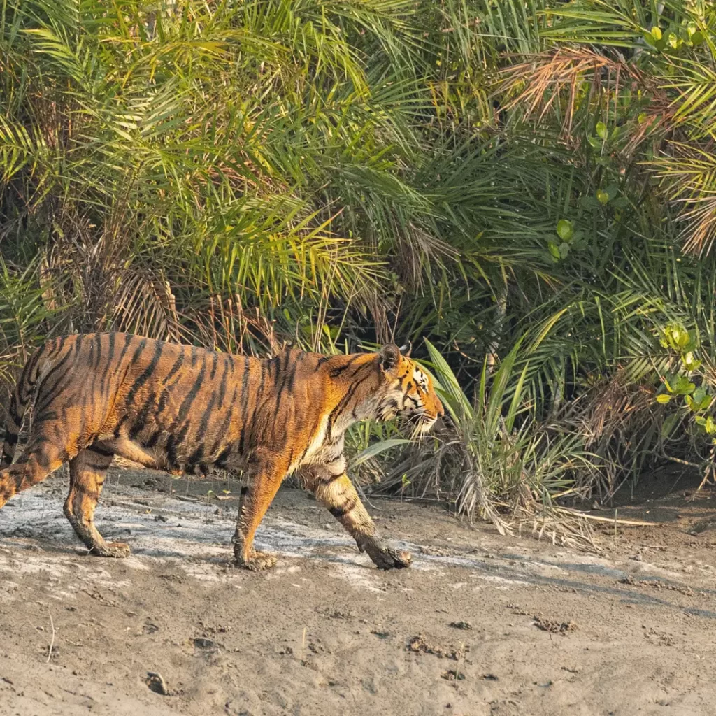 National Park in India