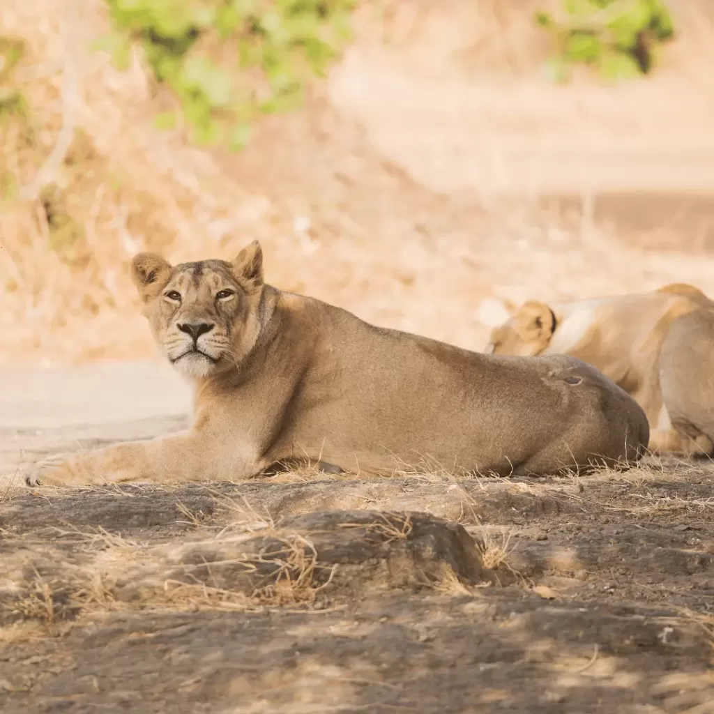 National Park in India
