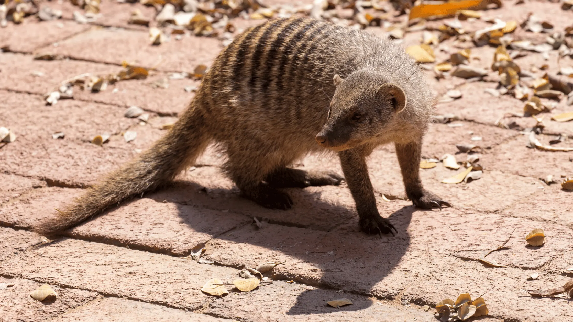 Japan Eradicates Invasive Mongooses from Subtropical Island