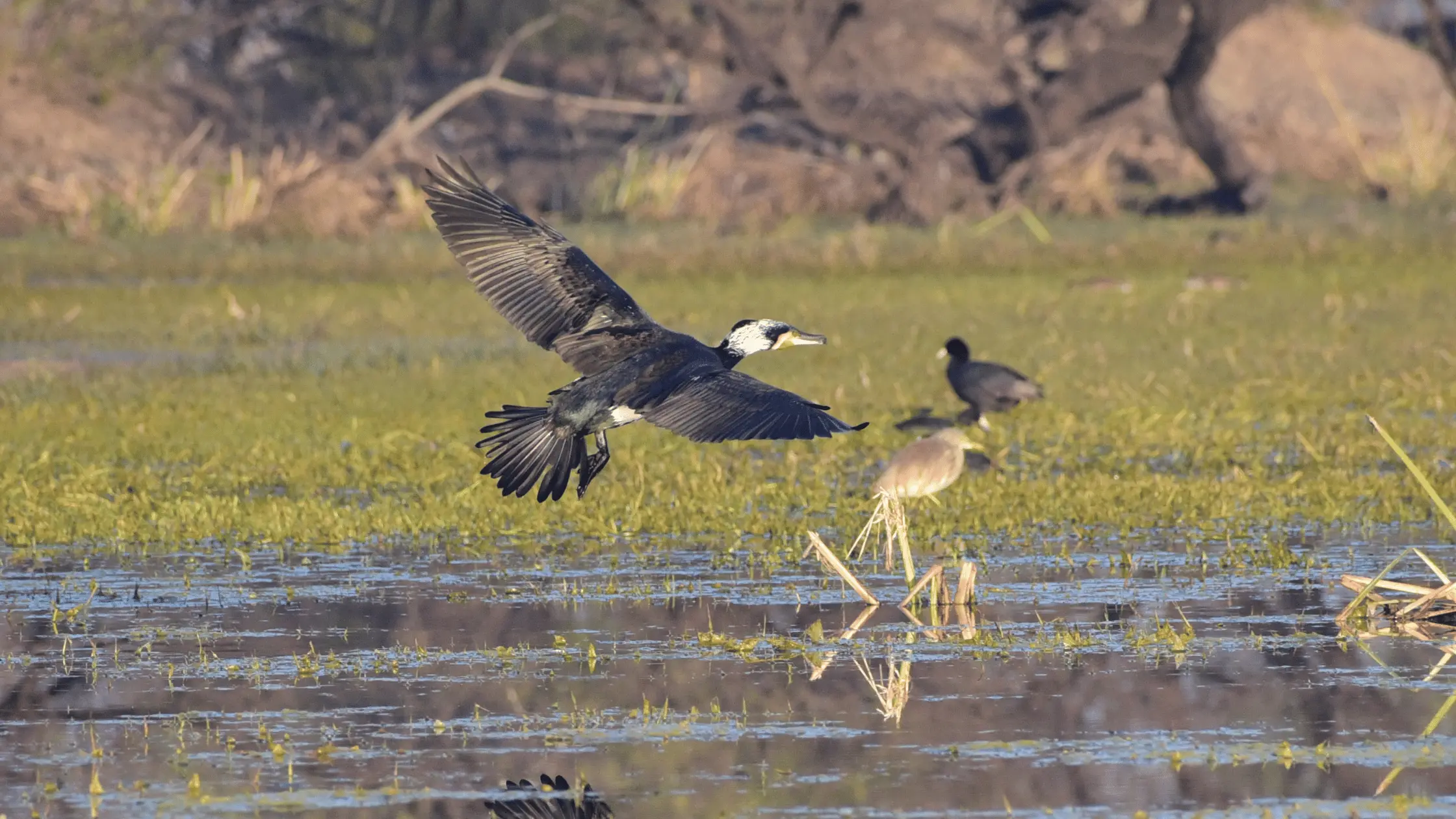 Bird Sanctuaries in India