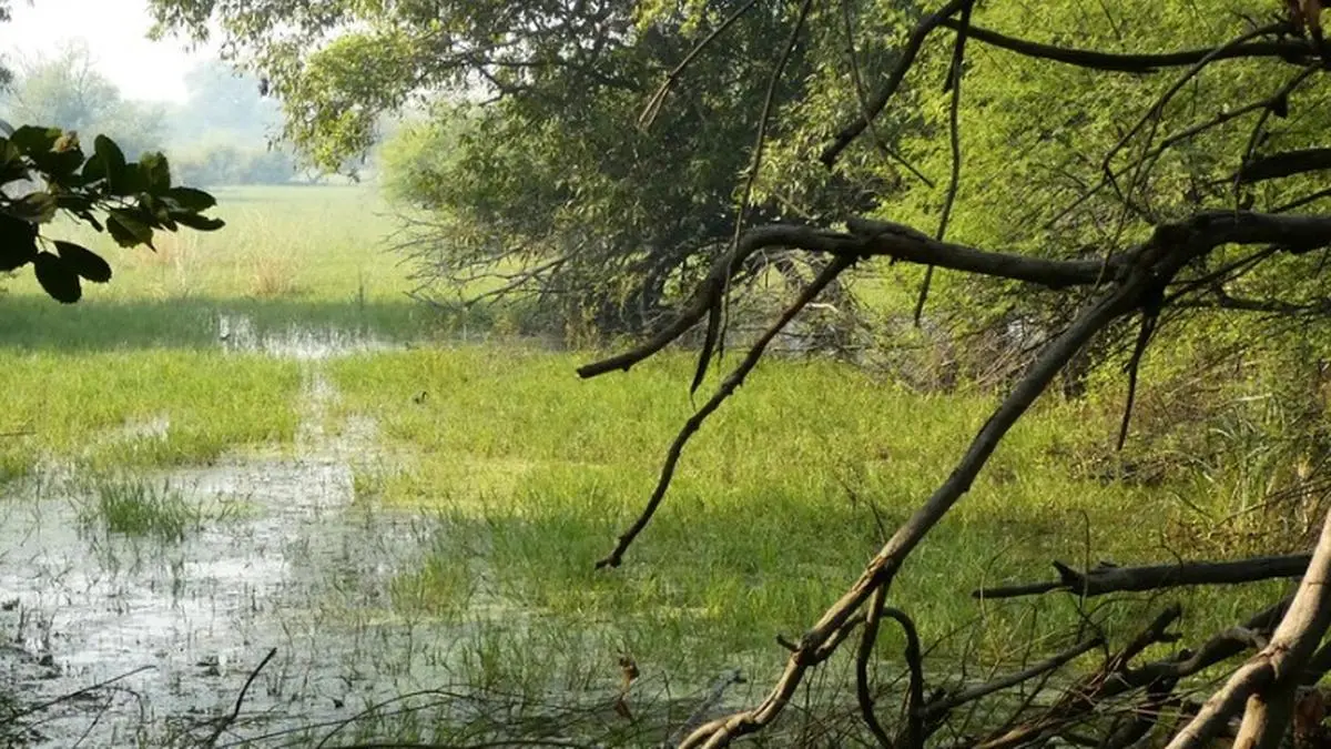 India’s First Teal Carbon Study: A Wetland-Based Approach to Climate Resilience