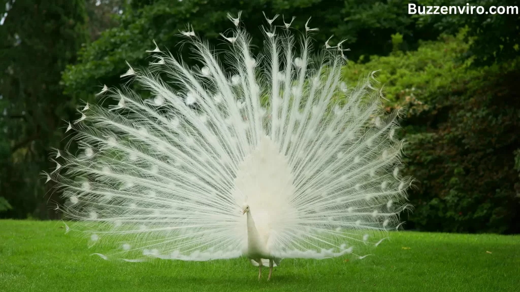 White Peacock