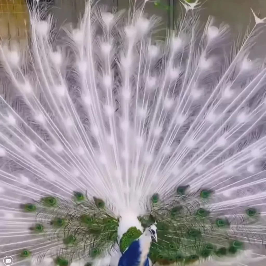 White Peacock 
