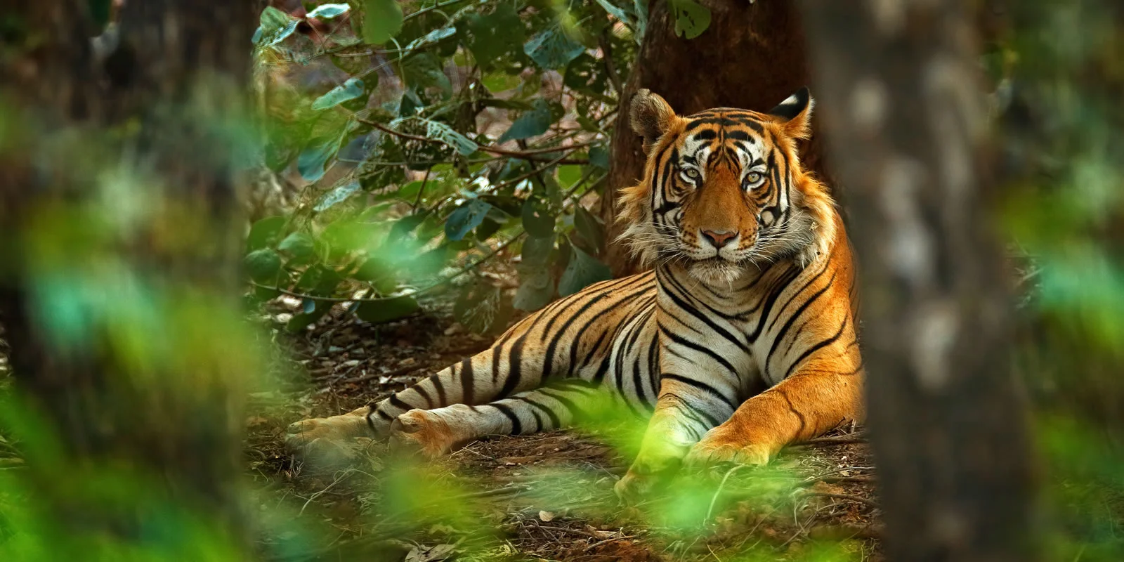 25 out of 75 tigers in Ranthambore National Park