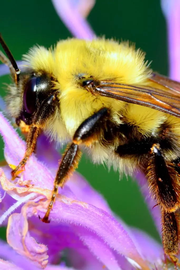 Bumble bee Vs Carpenter Bee 