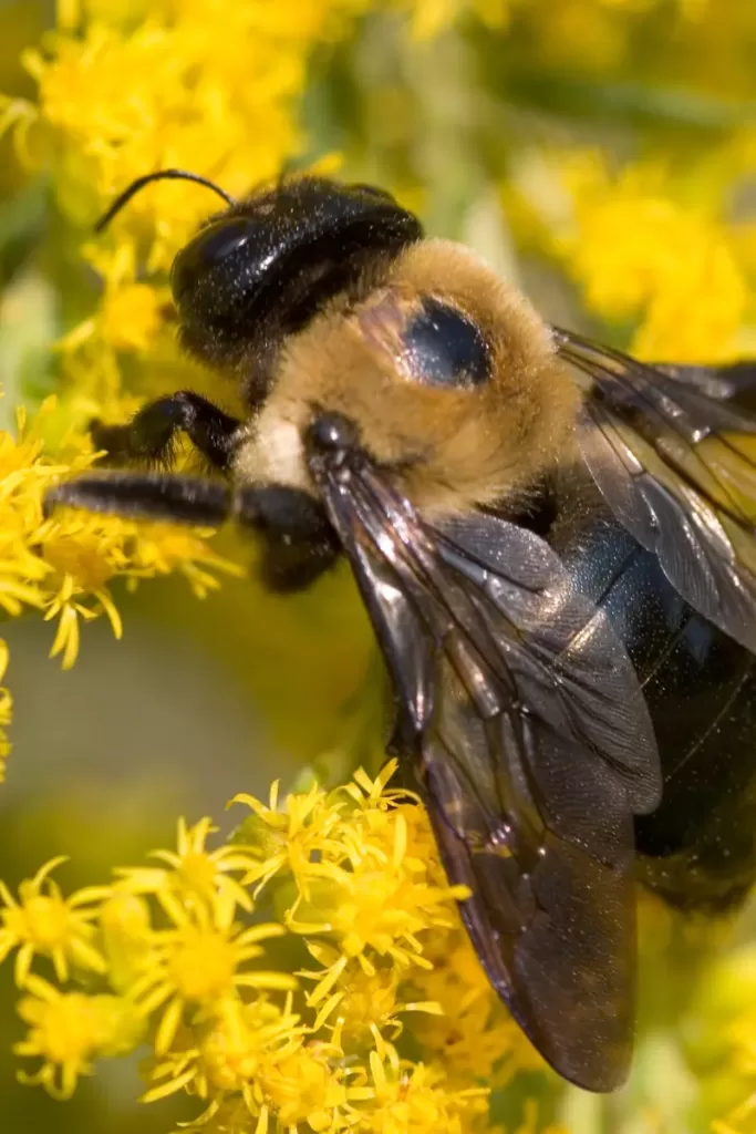 Bumble bee Vs Carpenter Bee 