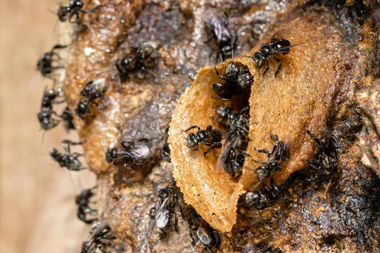 Stingless Bee-Different Types of Bees
