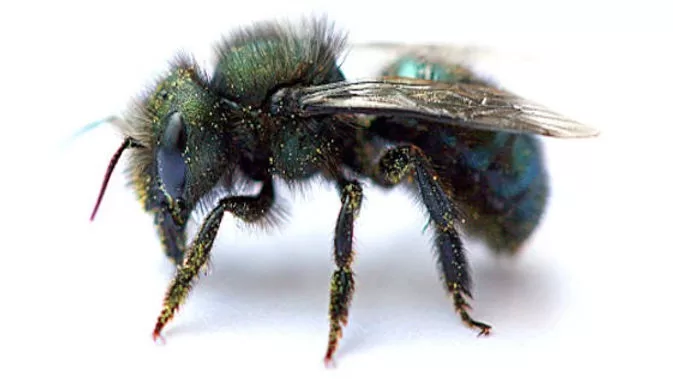 Mason Bee