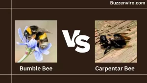 Bumble bee vs Carpenter bee