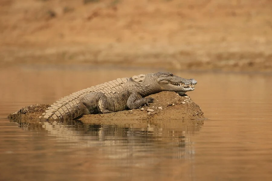 Alligator Rare Albino ANimal