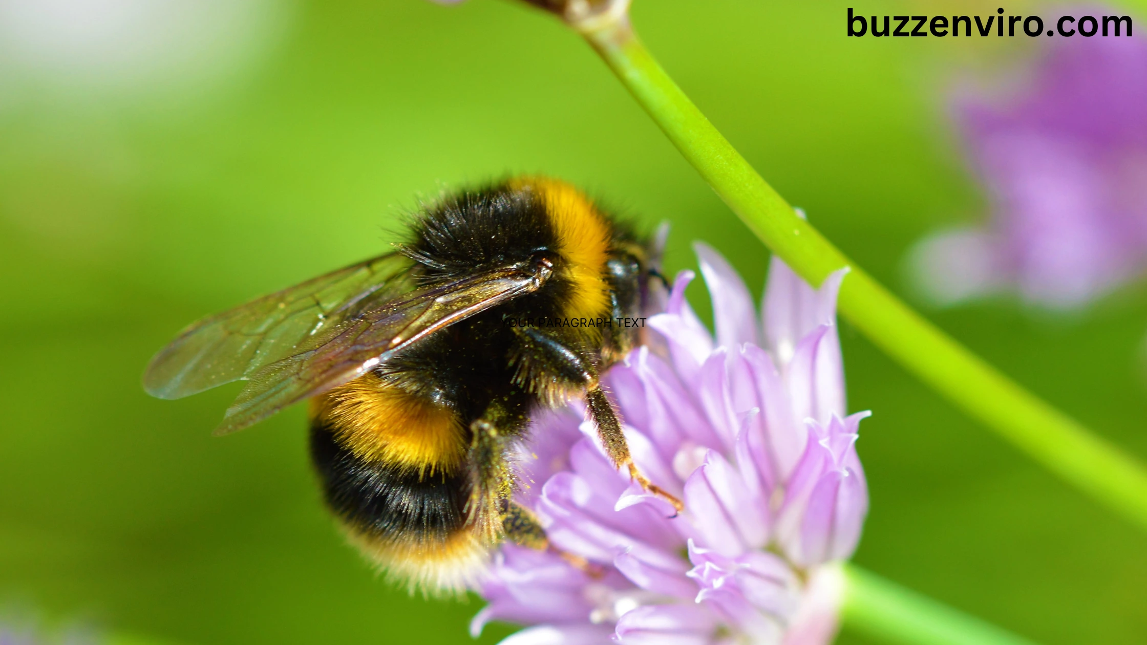 Bumble Bees: The Essential Pollinators You Need to Know About