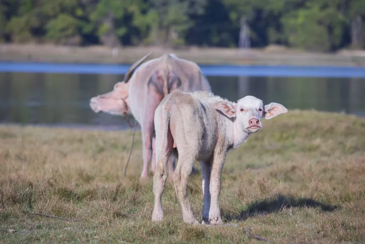 Buffalo Rare Albino Animals 
