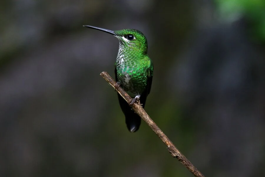 Rare Albino Animal Hummingbird