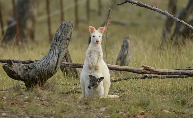 Kangaroo Rare Albino ANimal 
