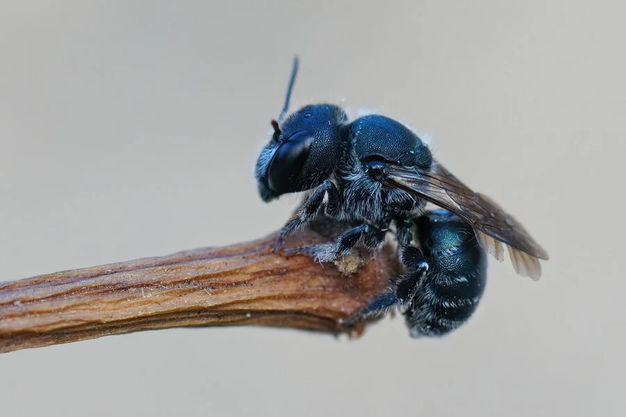 Carpenter Bee