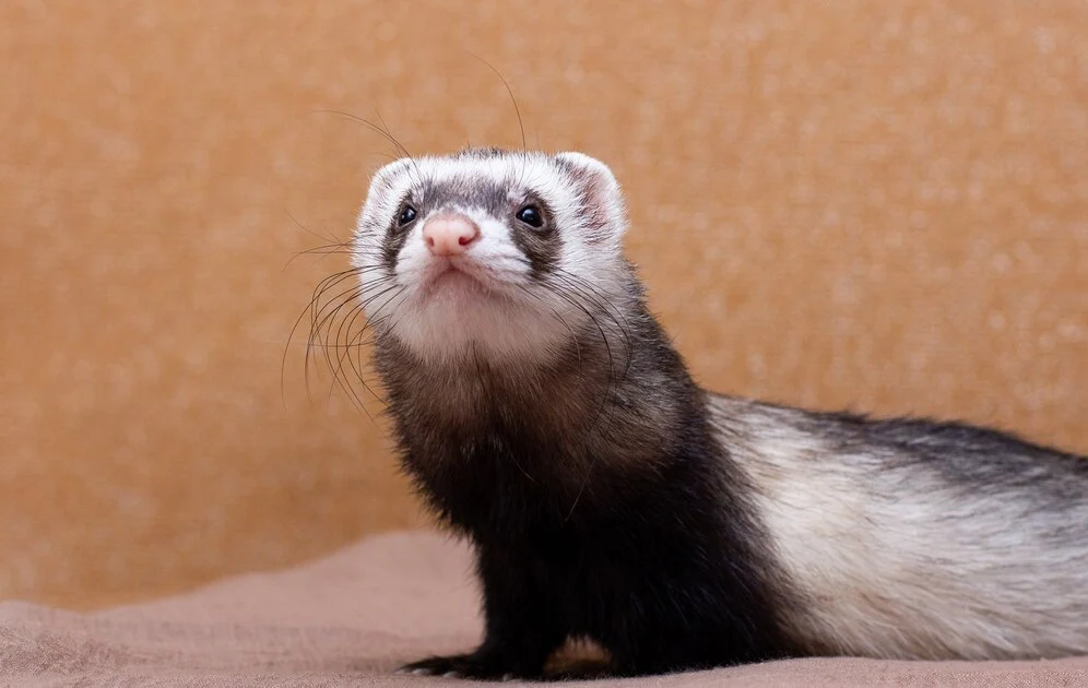 Ferret Rare Albino Animal 