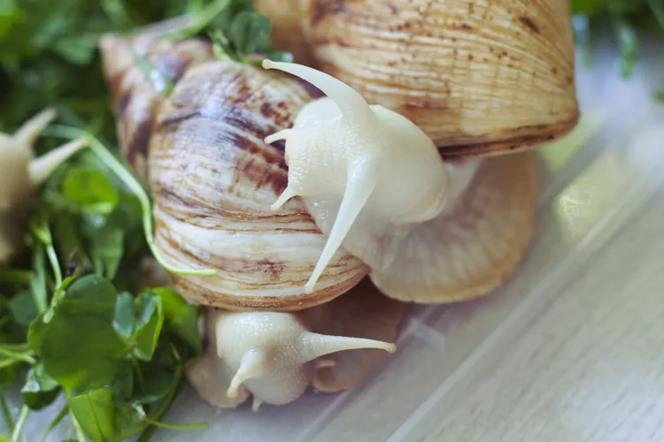 __opt__aboutcom__coeus__resources__content_migration__mnn__images__2016__07__albino-snails-97972433a06645f3a9ea4bb8d9206162 - BuzzEnviro.com Snail Rare Albino Animals