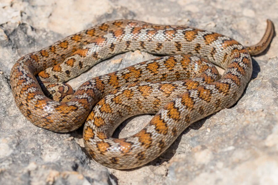 Rare Albino Animal Rattle Snake 