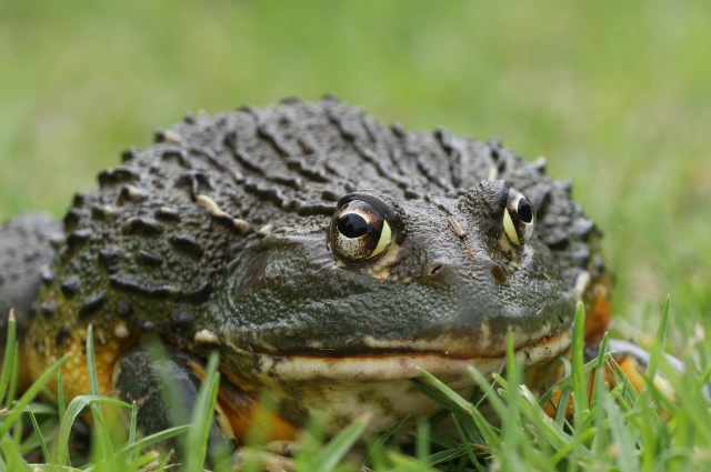 African BullFrog is a Desert Animal 