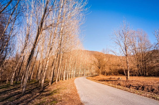 Hybrid Poplar is one the fast-growing trees