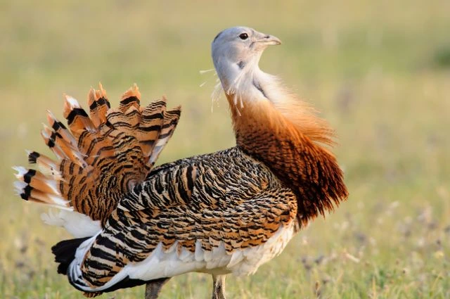 Kori Bustard