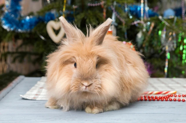 Satin Angora is one the type of Angora Rabbits 