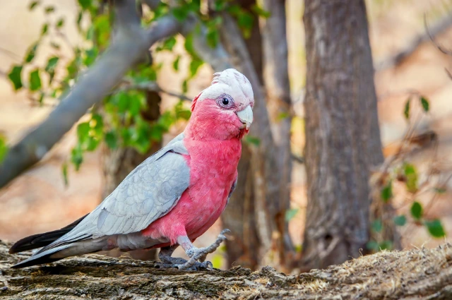 Galah is one the colorful parrots 