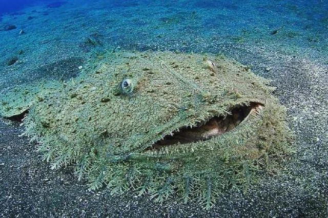 Tasselled Wobbegong is one the funny animal 