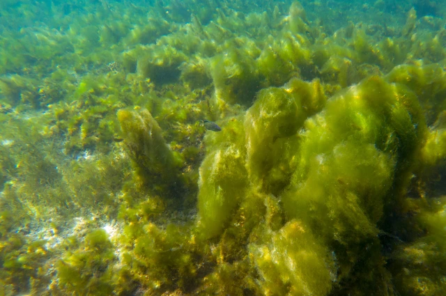 Phytoplankton plants live in ocean