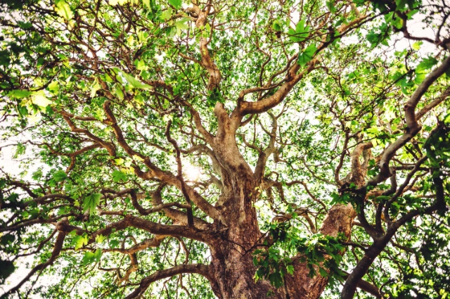  American Sycamore is a Fast Growing Shade trees