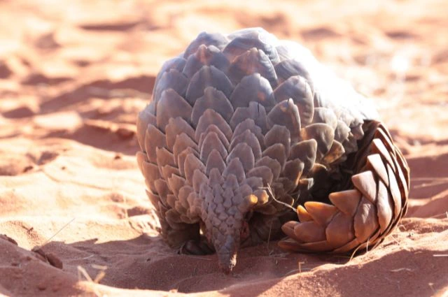  Giant Ground Pangolin is savanna animal 