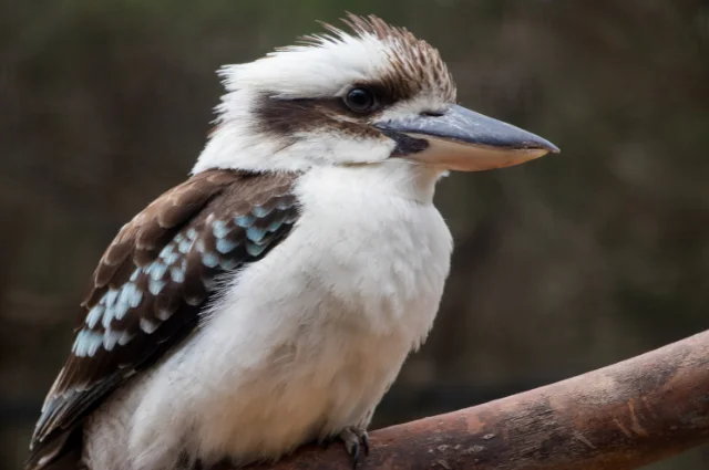 Laughing Kookaburra is one the funny animal names 