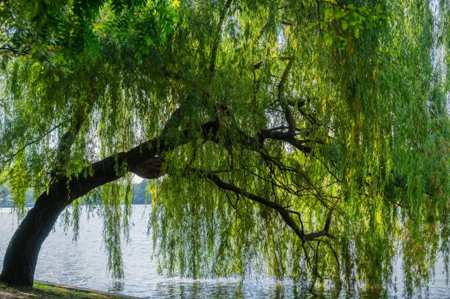 Black Willow is fast-growing Shade trees 