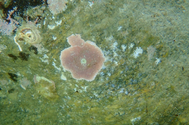 Encrusting Coralline Algae live in ocean