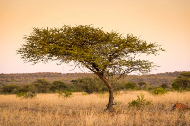 Acacia Tree is the fast growing trees 