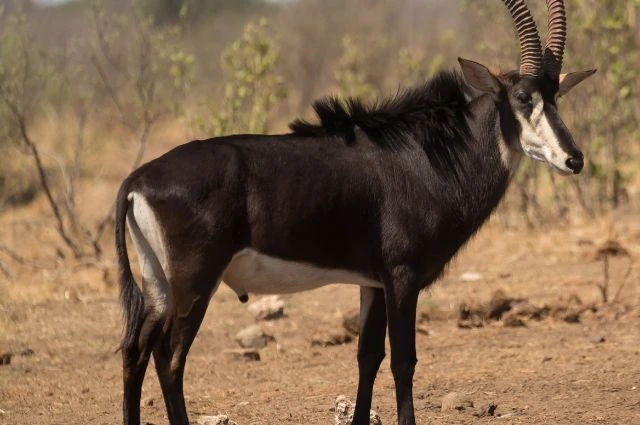  Sable Antelope is a Savanna animal