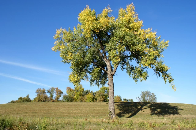 Eastern Cottonwood is the fast growing trees 