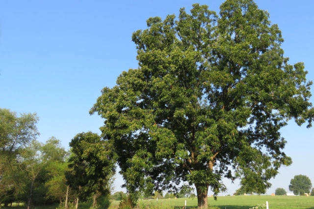 Pecan Tree is the fast growing Shade trees