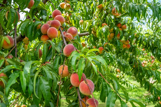 Peach Tree is the fast growing trees