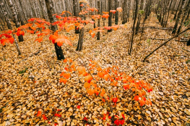 Quickgrow Maple is the fast growing Shade trees