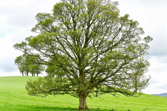 Black Walnut is the fast growing Shade trees 