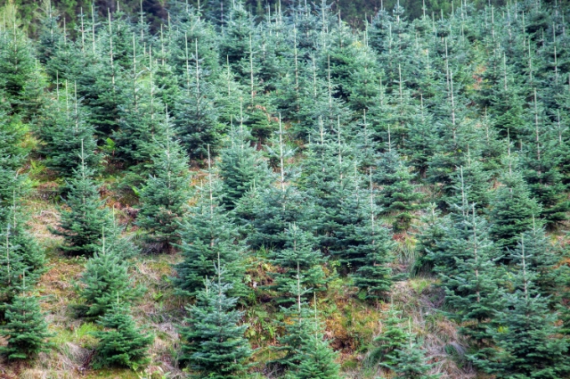 Norway Spruce is the fast growing trees 