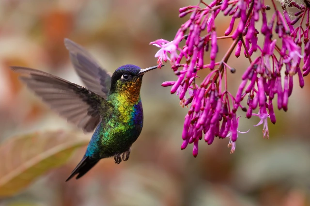 Costa’s Hummingbird is a Desert Animal 