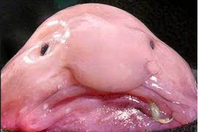  Blobfish is one the funny animal names 