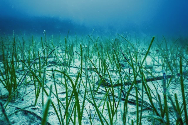 Posidonia Oceanica ocean plants 