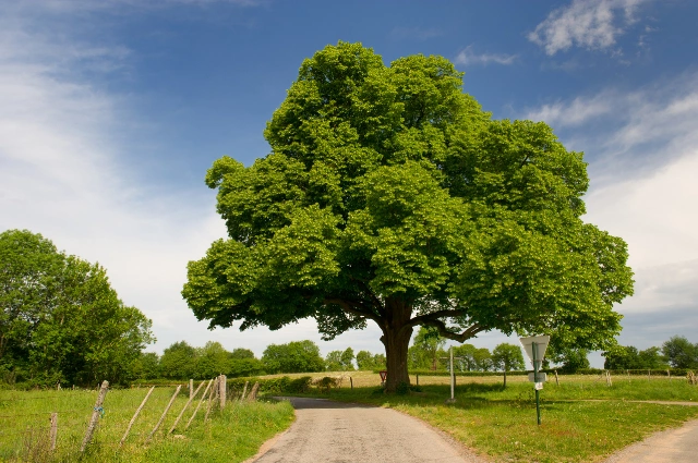 Chestnut Tree is the fast growing trees 