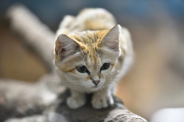 Sand Cat is a Desert Animals